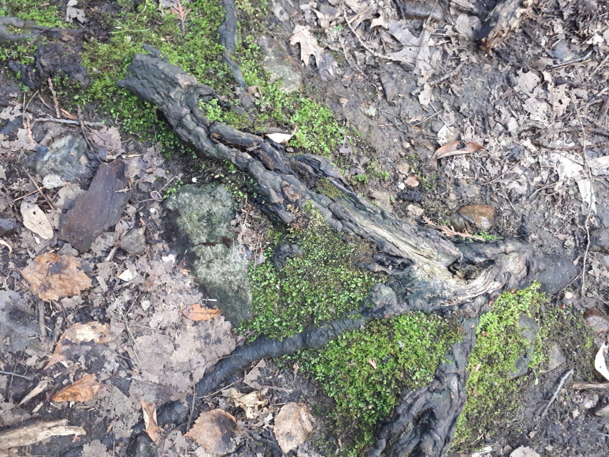 Introducing: Walk with&nbsp;me